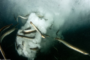 Anguilla anguilla released in Mediterranean within a scie... by Mathieu Foulquié 